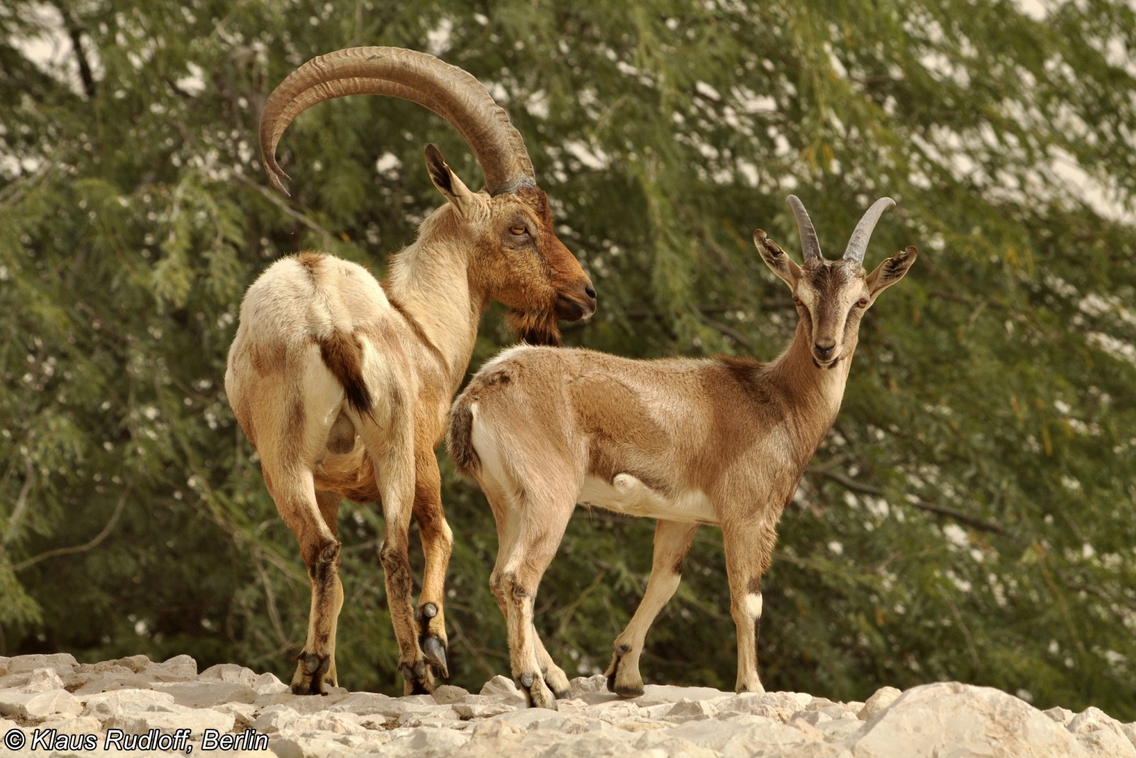 Bezoar ibex